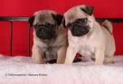 mops1.jpg