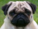mops2.jpg