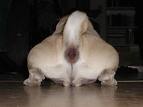 mops3.jpg