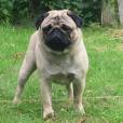 mops5.jpg