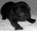 mops6.jpg