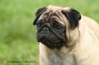 mops7.jpg