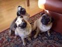 mops8.jpg