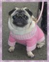 mops9.jpg