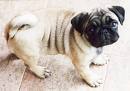 mops10.jpg