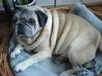 mops11.jpg