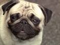 mops12.jpg