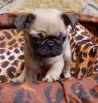 mops14.jpg