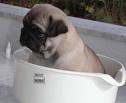 mops15.jpg