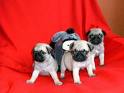 mops16.jpg