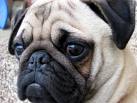 mops17.jpg