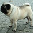 mops18.jpg