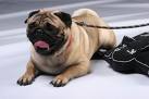 mops19.jpg