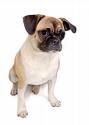 mops20.jpg