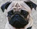 mops21.jpg
