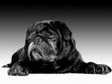 mops22.jpg