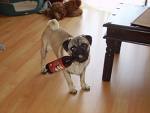 mops23.jpg