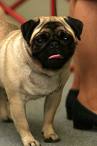 mops24.jpg