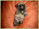 mops25.jpg